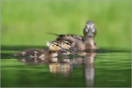 <p>KACHNA DIVOKÁ (Anas platyrhynchos) /Mallard - Stockente/</p>